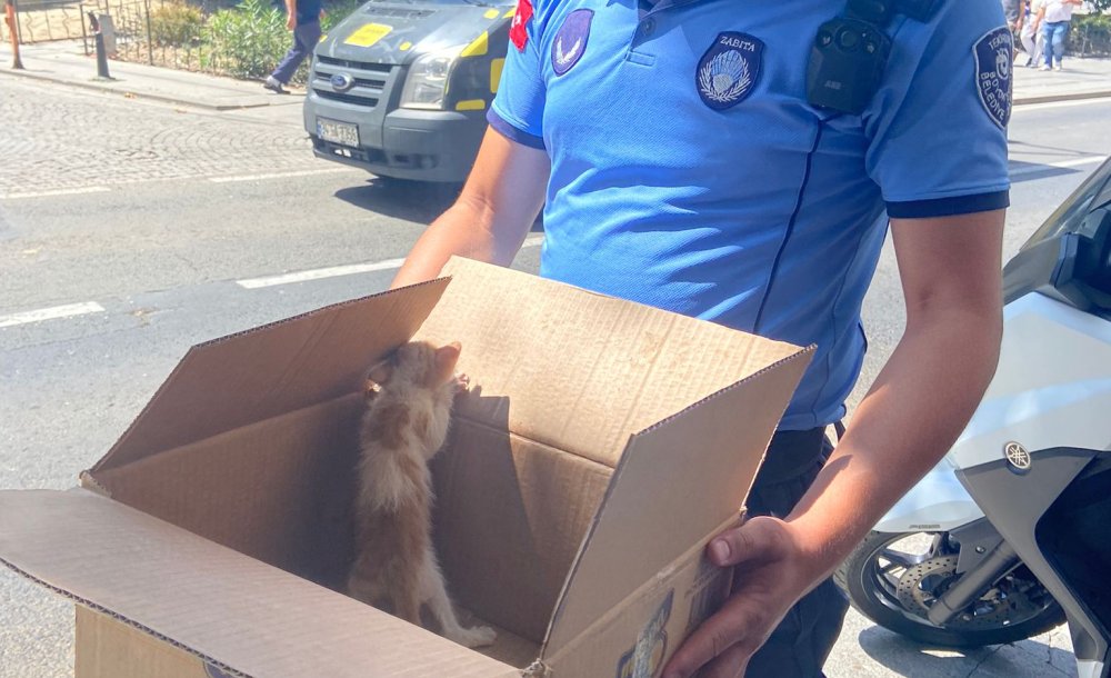 Zabıta Ekipleri Kediyi Ezilmekten Kurtardı 