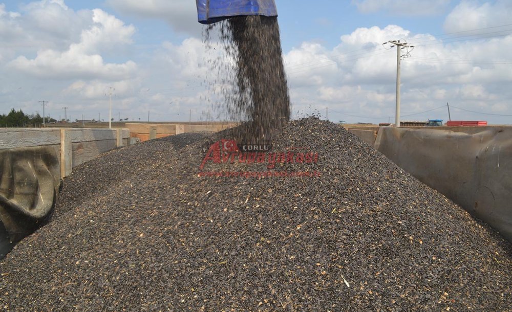 Ayçiçeği Hasadı Başladı