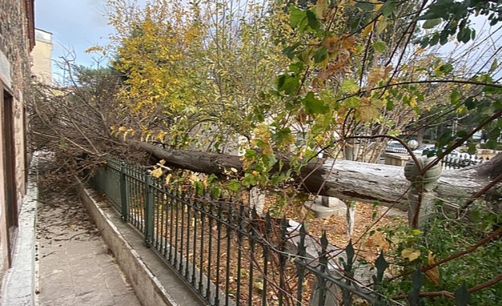 Devrilen Ağaç Yerinden Kaldırıldı 