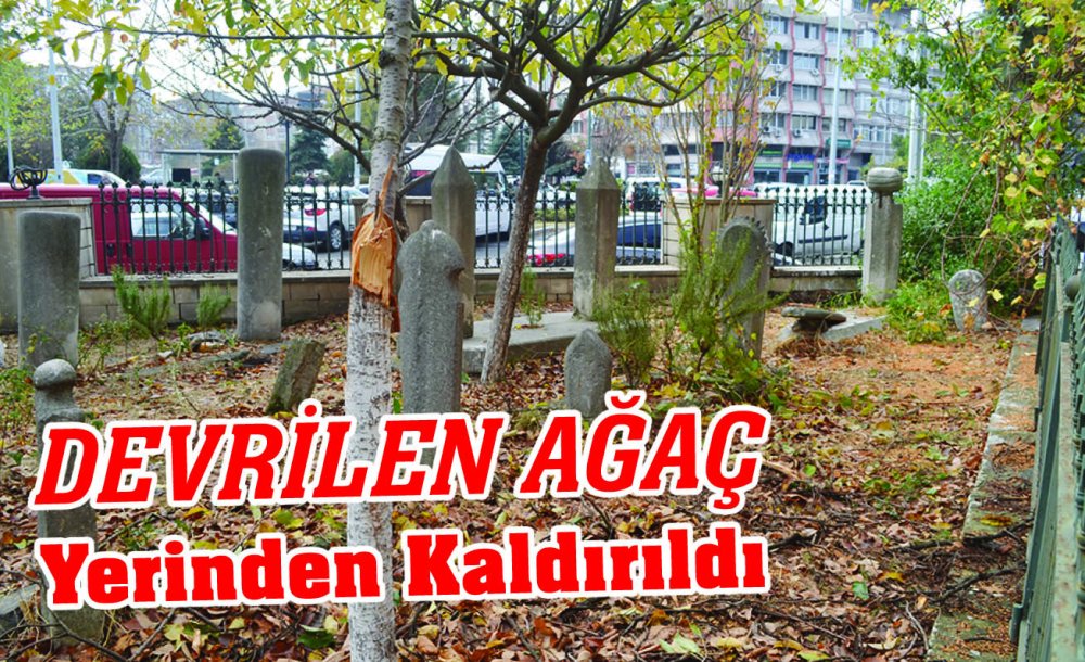 Devrilen Ağaç Yerinden Kaldırıldı 