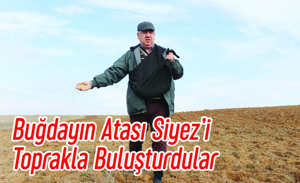 Buğdayın Atası Siyez'i Toprakla Buluşturdular