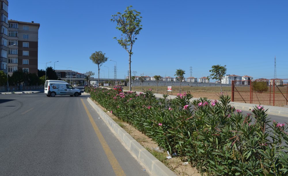 Alt Yapı Geçecek Diye Ağaçlar Söküldü