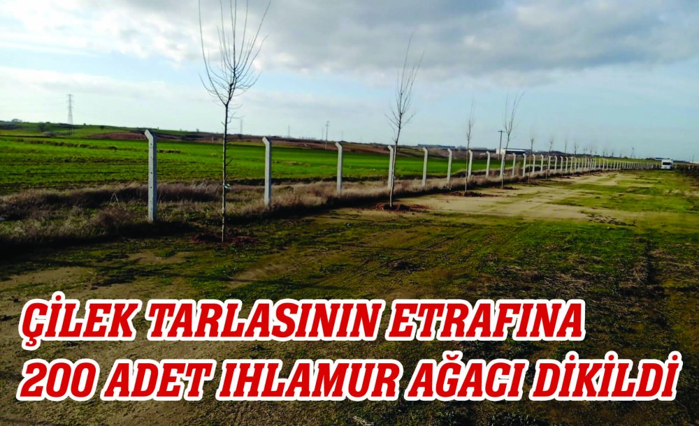 Çilek Tarlasının Etrafına 200 Adet Ihlamur Ağacı Dikildi