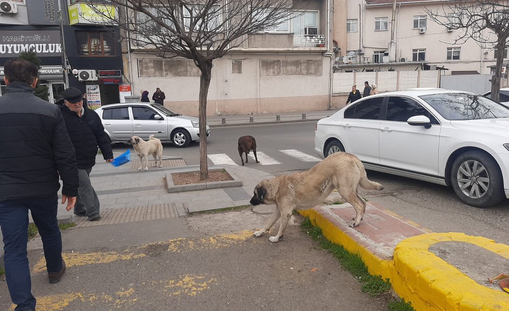 Başıboş Köpekler Çocukları Korkutuyor