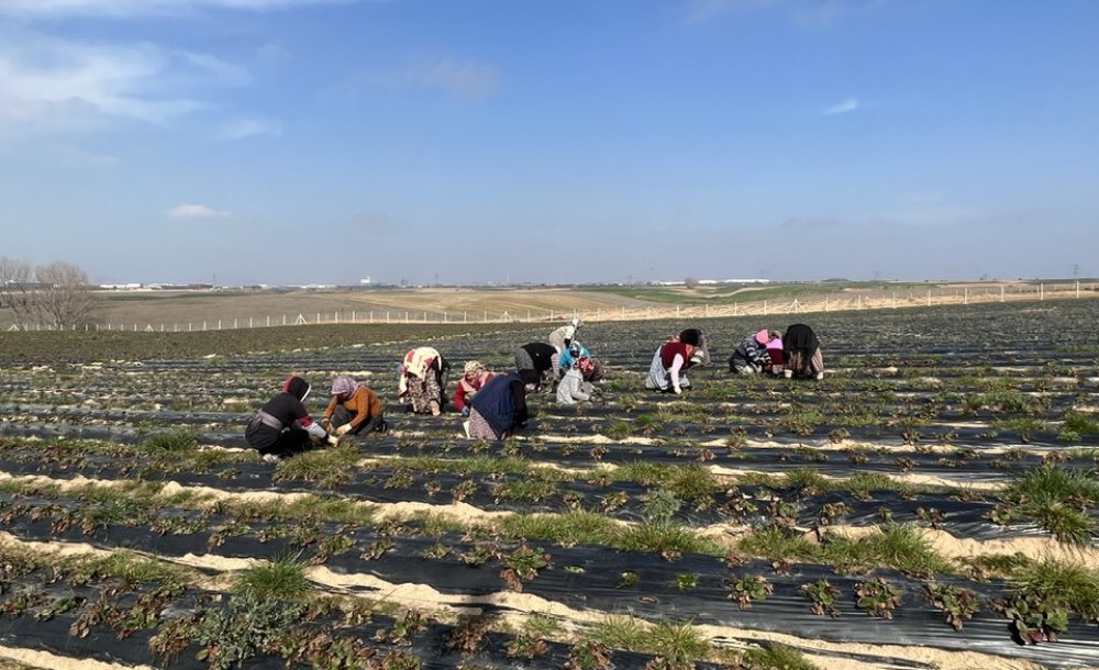 Çilek Tarlaları Yeni Sezona Hazırlanıyor