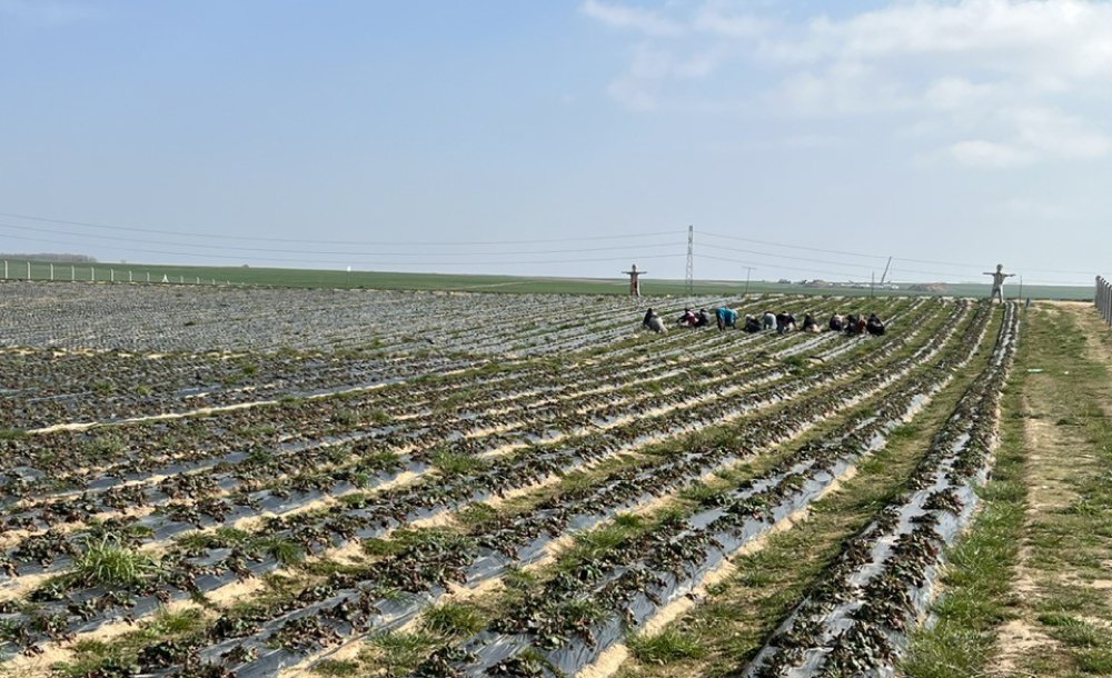 Çilek Tarlaları Yeni Sezona Hazırlanıyor