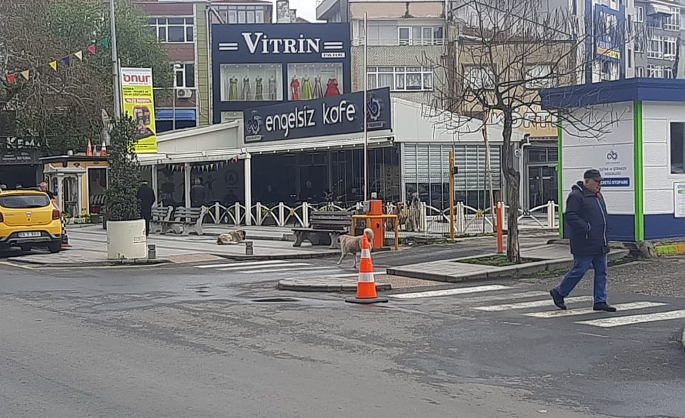 Sokak Köpeklerinden Korkan Çocuklar Çantalarını Atıp Kaçtı