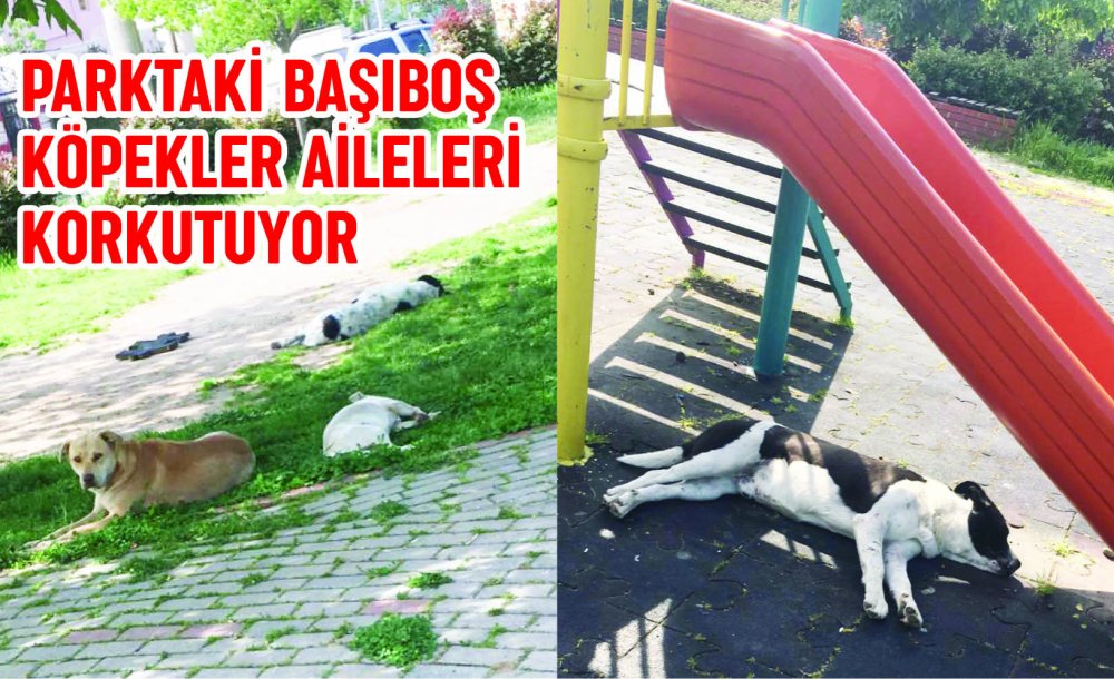 Parktaki Başıboş Köpekler Aileleri Korkutuyor