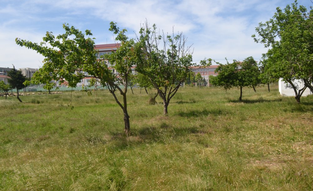 “Tema Parkı'nı Cumhuriyet Parkı Gibi Yaparız”