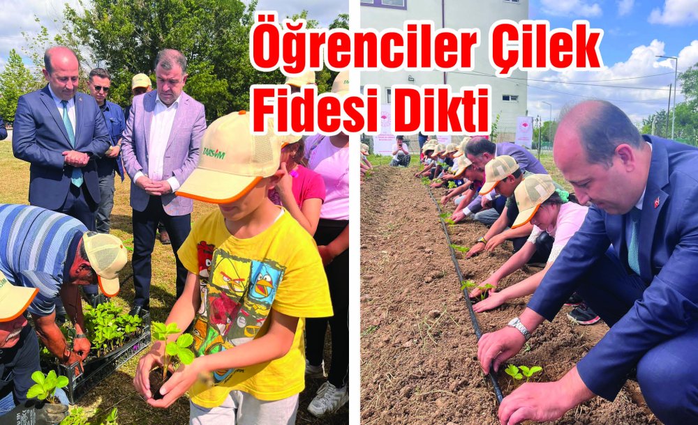 Öğrenciler Çilek Fidesi Dikti