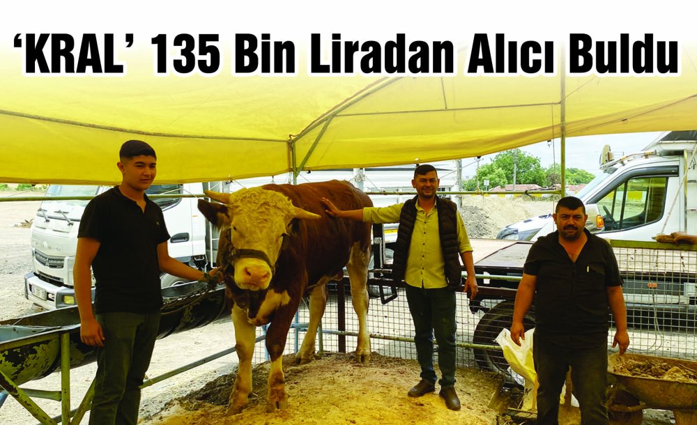 ‘Kral' 135 Bin Liradan Alıcı Buldu