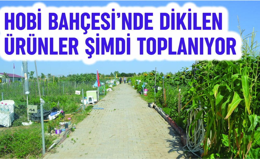 Hobi Bahçesi'nde Dikilen Ürünler Şimdi Toplanıyor