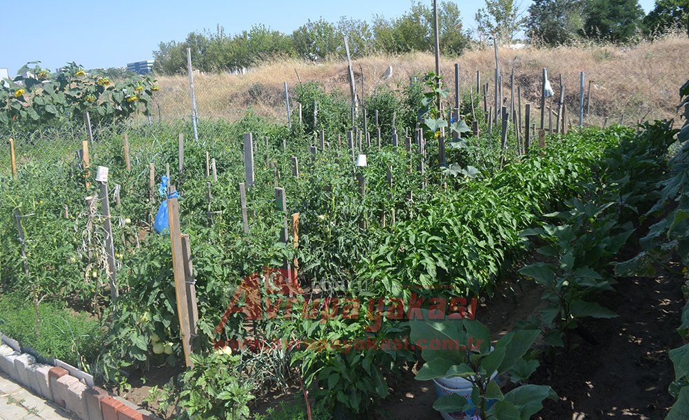 Hobi Bahçesi'nde Dikilen Ürünler Şimdi Toplanıyor