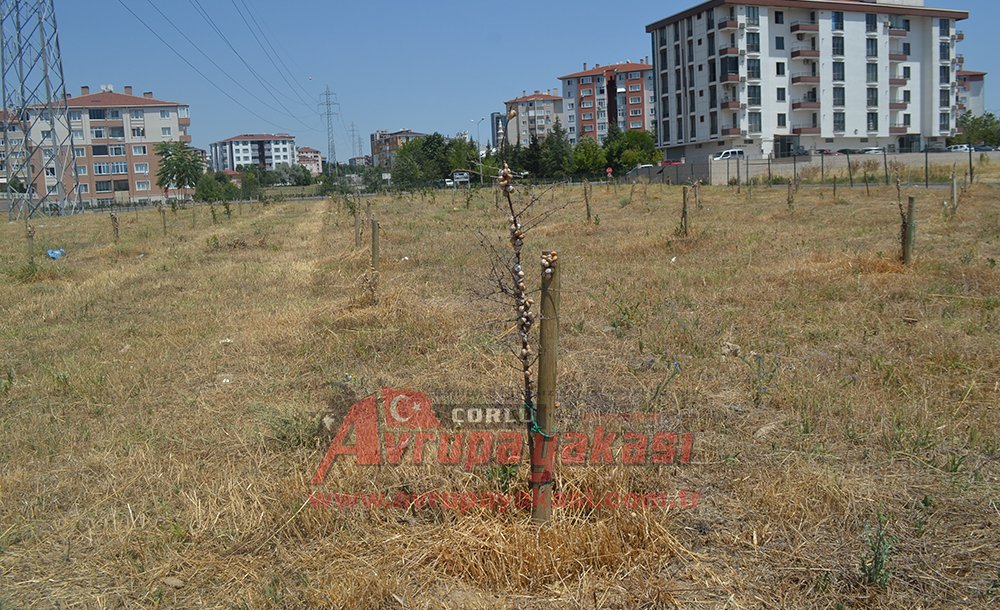 Törenle Açılan Hatıra Ormanı Bakımsızlıktan Kurudu 