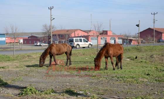 Başıboş Atlar Tehlike Saçıyor  