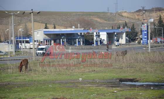 Başıboş Atlar Tehlike Saçıyor  