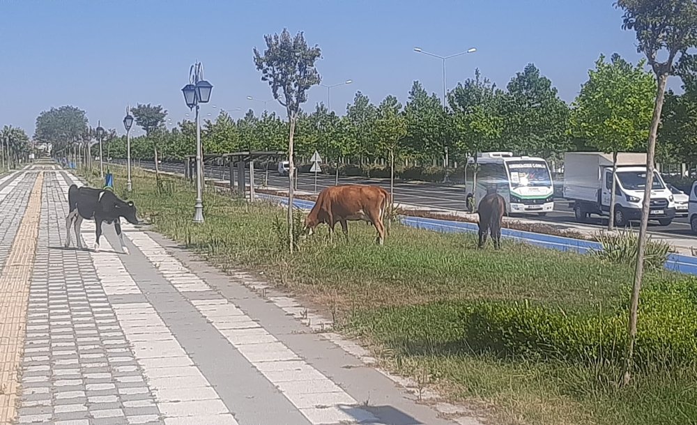 Zübeyde Hanım Parkı'nda İnekler Otluyor 