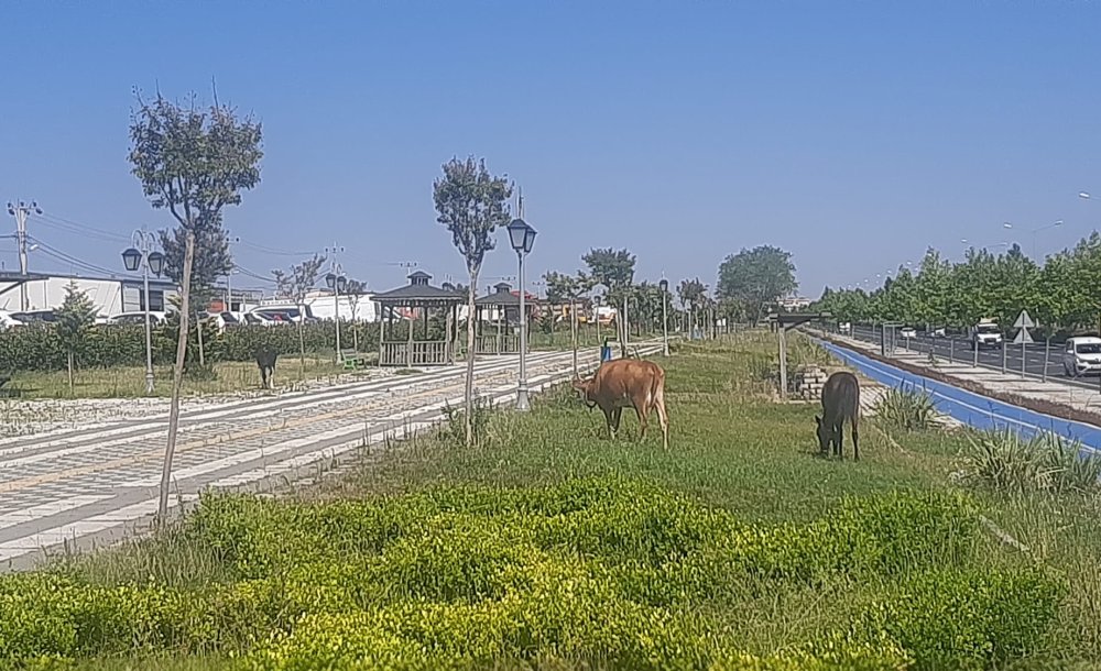 Zübeyde Hanım Parkı'nda İnekler Otluyor 