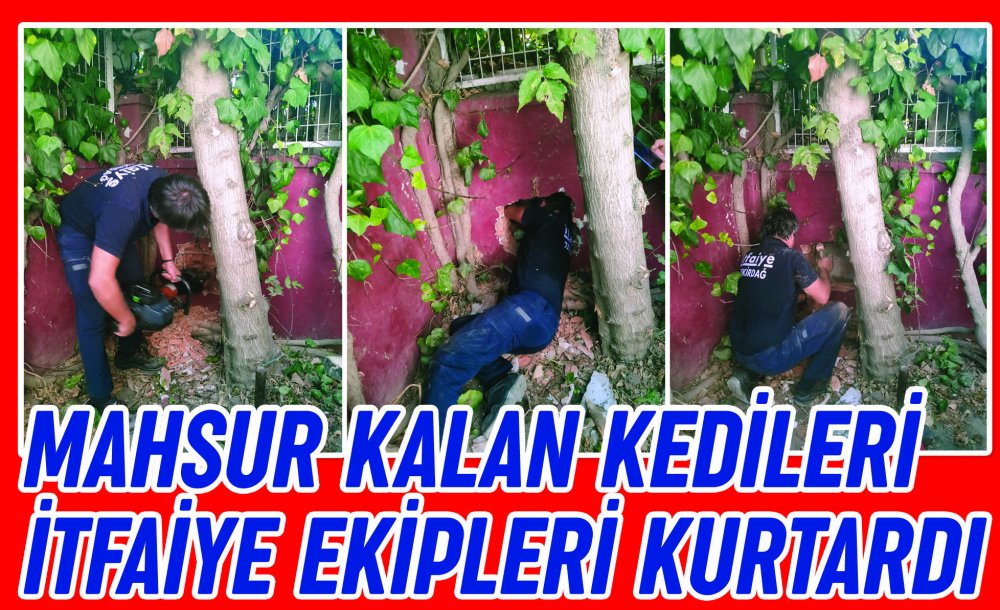 Mahsur Kalan Kedileri İtfaiye Ekipleri Kurtardı  