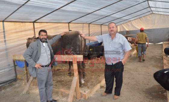 Kurbanlık Büyükbaşlar Satışa Sunuldu