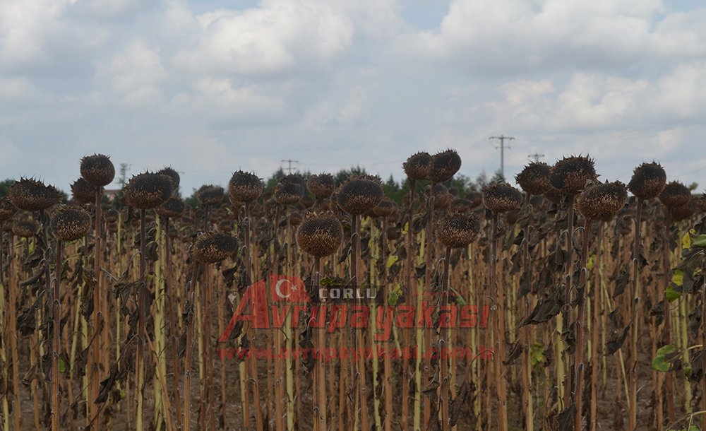 Verim Düşük, Ayçiçek Üreticisi Dertli