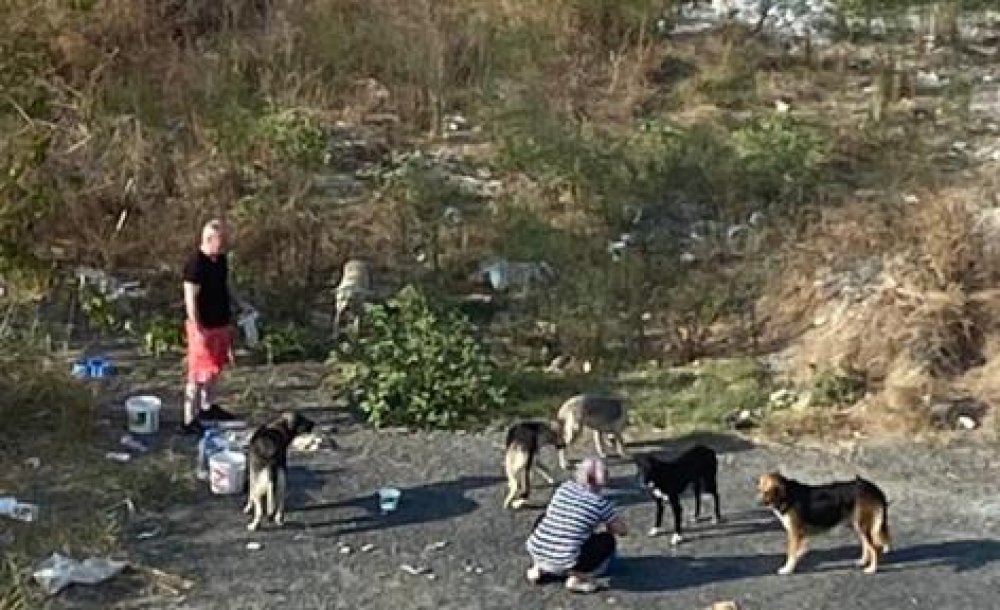 Başıboş Köpekler Vatandaşın Korkulu Rüyası Oldu 