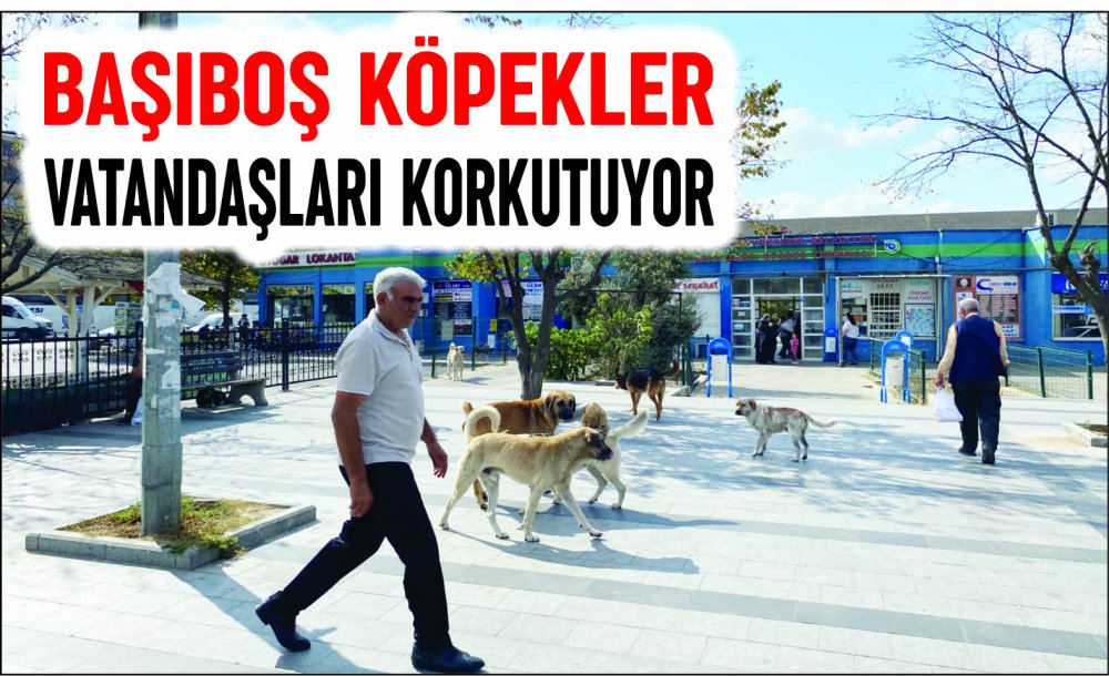 Başıboş Köpekler Vatandaşları Korkutuyor