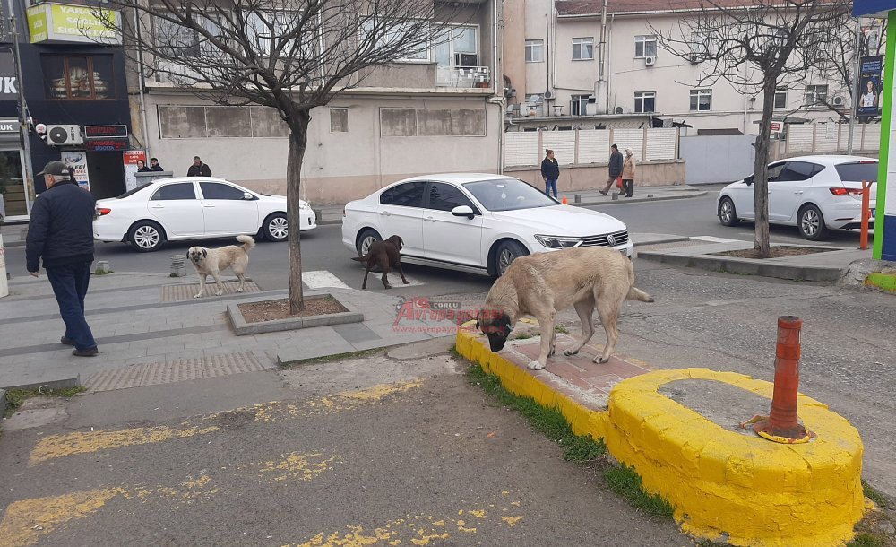 Başıboş Köpekler Vatandaşları Korkutuyor