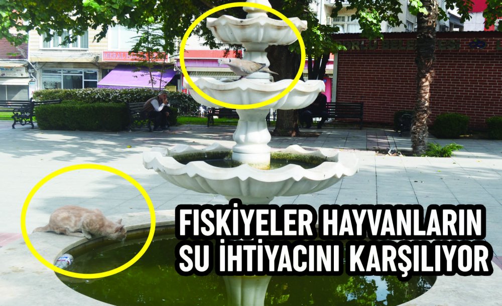 Fıskiyeler Hayvanların Su İhtiyacını Karşılıyor 