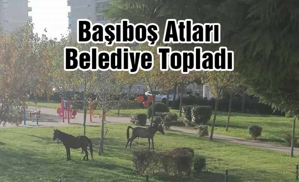 Başıboş Atları Belediye Topladı 