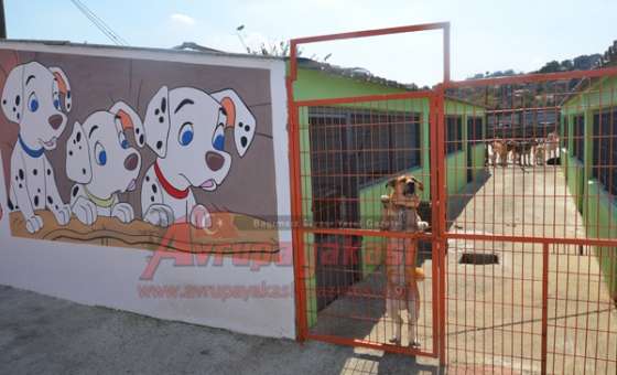Örnek Olacak Hayvan Bakımevi