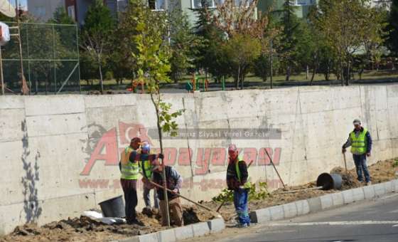 Vatandaşlardan Belediyeye Ağaç Çağrısı  “Bu Ağaçları Dikmeyin”