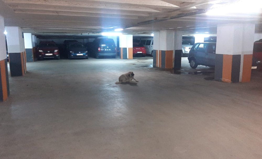 Soğuktan Korunmak İçin Kapalı Otoparkları Tercih Ediyorlar