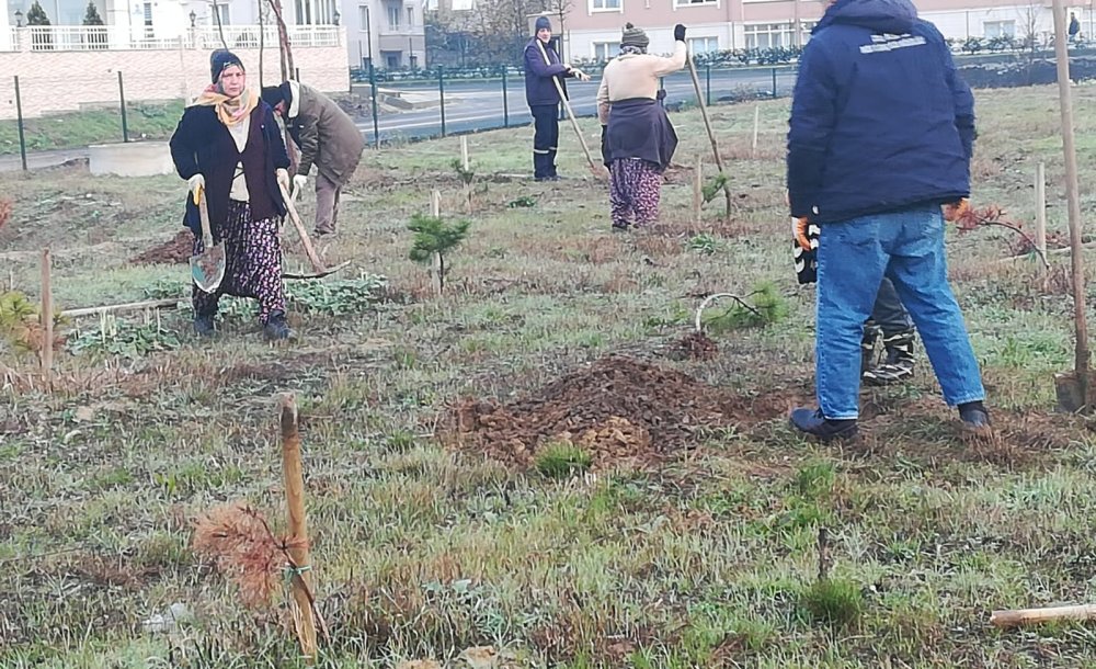 Haberimizin Ardından Yeniden Ağaç Dikildi 