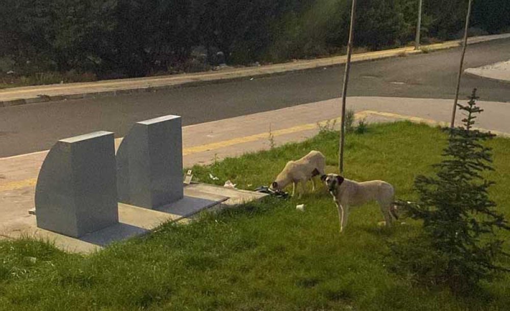 Toki̇ Konutlarındaki Sokak Köpekleri Korkutuyor!