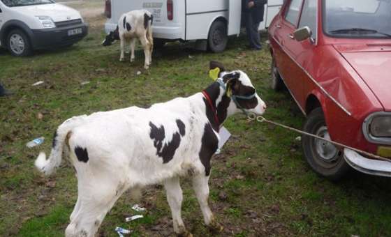 Buzağı Güzellik Yarışmasından Renkli Görüntüler