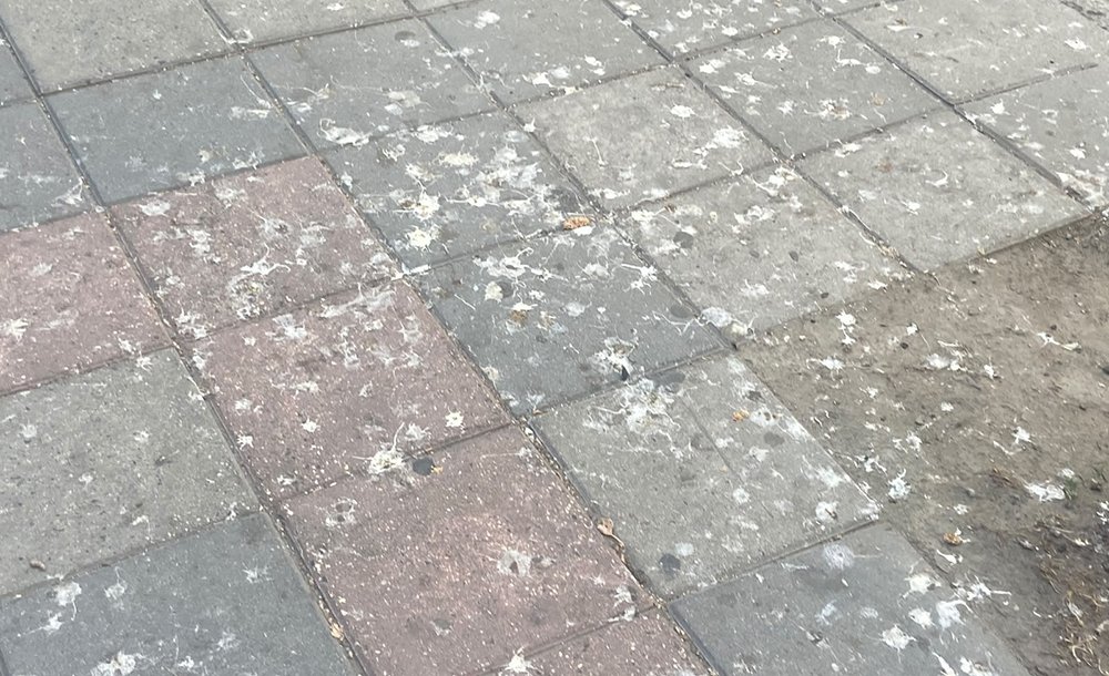 Şi̇nasi̇ Kurşun Caddesi̇nde İstenmeyen Görüntüler 