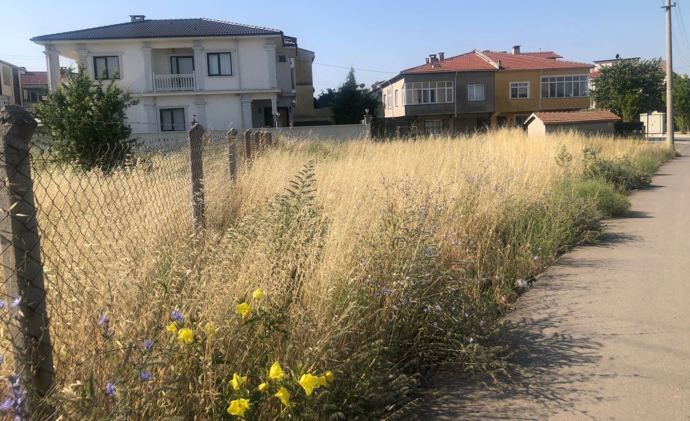 Uzayan Otlar Kazalara Davetiye Çıkartıyor   