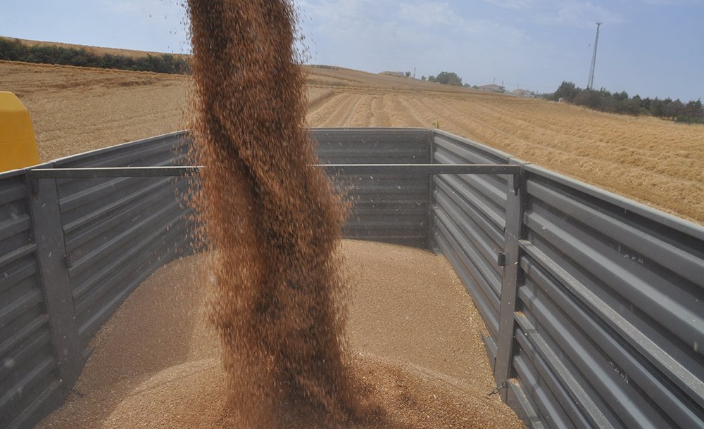 Yağışlar Çiftçiye Cansuyu Oldu