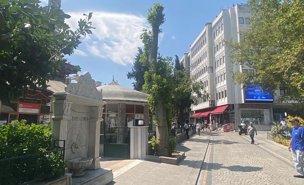 Budanan Ağaçlar Yeniden Filizleniyor