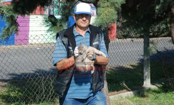 Köpekten Korkan Kedi Yavruları Çıktıkları Ağaçta Mahsur Kaldı - 1