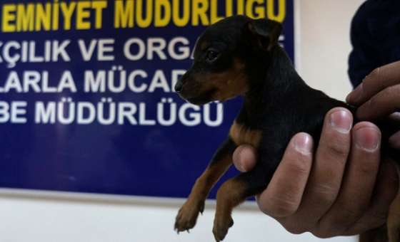 Köpek Yavruları, Polislere Emanet