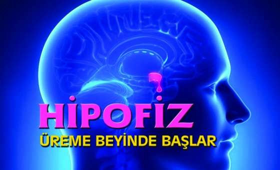 'üreme Beyinde Başlar'