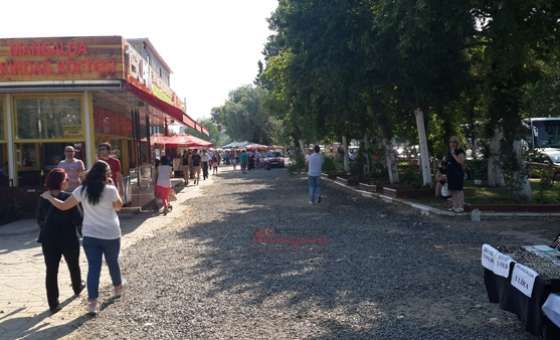 51. Kiraz Curcunası - 3