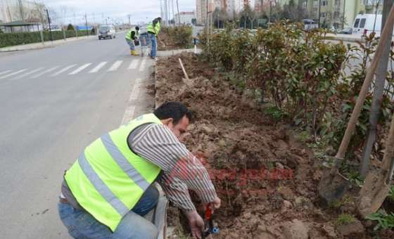 Bülent Ecevit Bulvarı'na Damlama Sistemi - 1