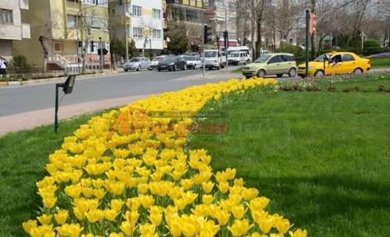 Çorlu Çiçek Açtı - 2
