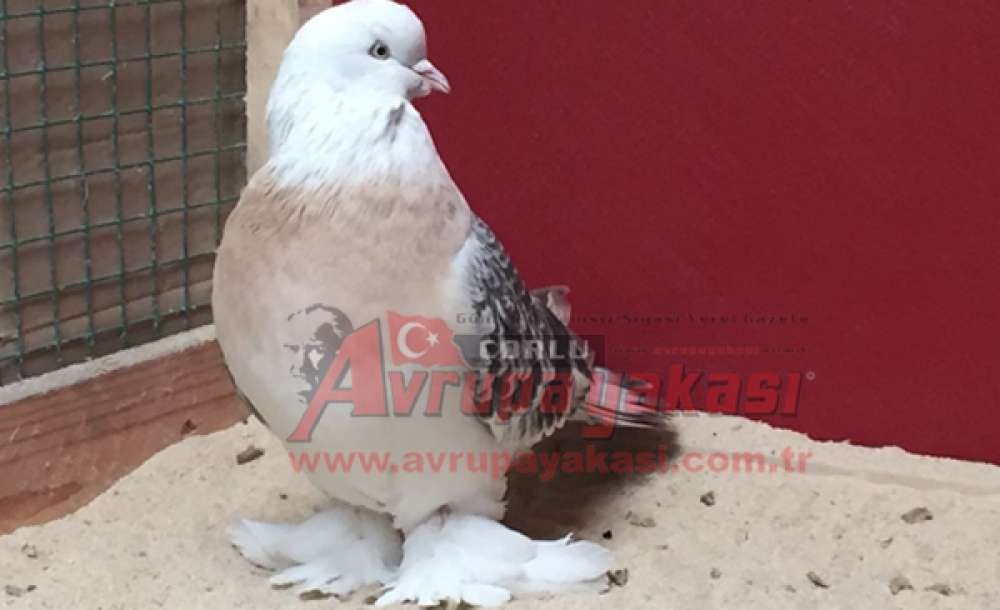 Araba Fiyatına Güvercin