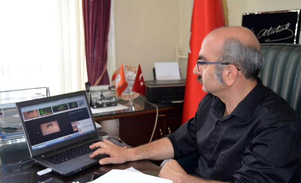 Trakya'da Asya Kaplanı Alarmı