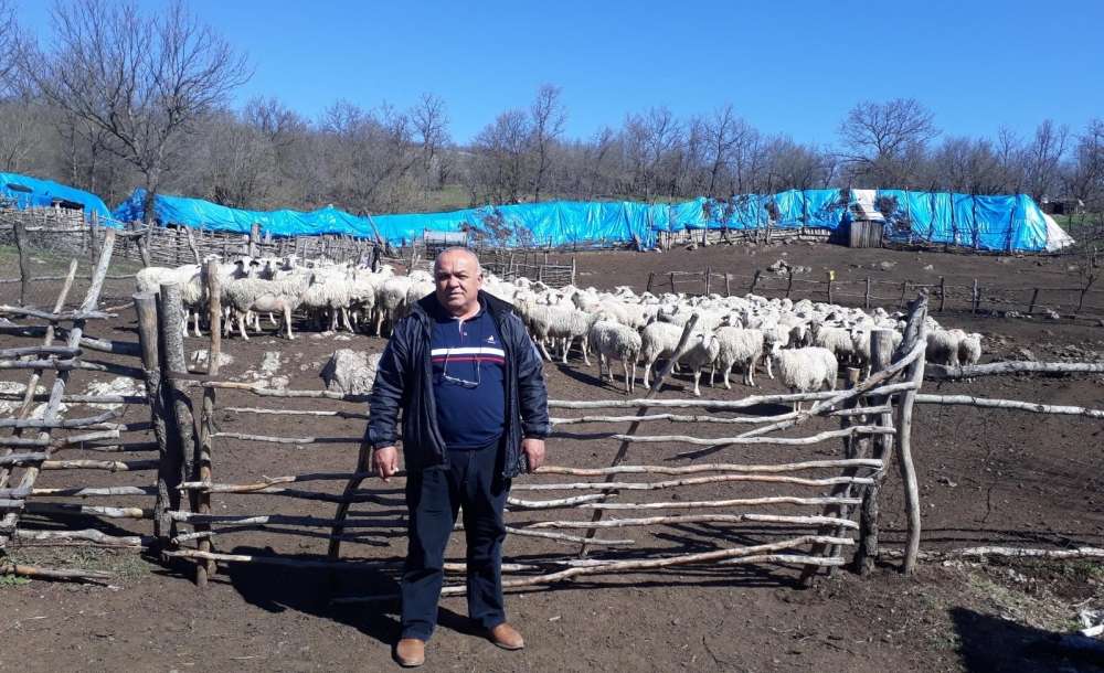 Anaç Koyun-Keçi Destekleme Başvuruları Devam Ediyor