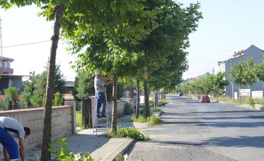 Ağaçları Budadılar